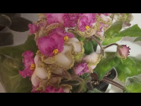 Видео: Ампельные фиалки трейлеры. Фиалки у Алисы .