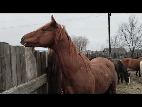 Видео: Қостанай Айғырды сатып алдым,Үйірге қостым#коневодство #айгыр #жылқы #лошади