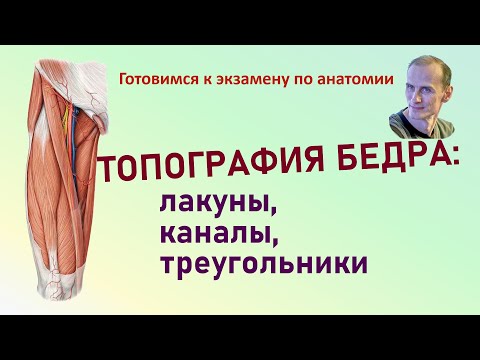 Видео: Топография мышц бедра. Мышечная и сосудистая лакуны. Бедренный и приводящий канал.