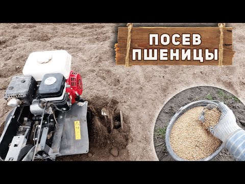 Видео: Посадка Пшеницы Весной для Борьбы с Бурьяном на Огороде
