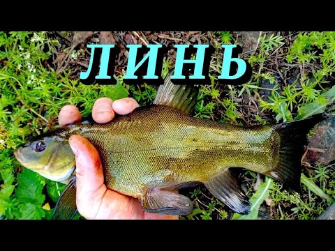 Видео: Линь. Ловля на поплавок