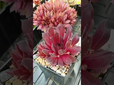 Видео: Коллекция молодил Марины Тимошиной (часть 2).