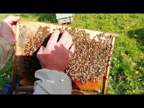 Видео: Пчеловодство №77 Осенняя ревизия, ещё одно видео об этом