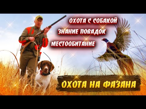 Видео: КАК ПРАВИЛЬНО ОХОТИТЬСЯ НА ФАЗАНА С СОБАКОЙ / ТАЕЖНЫЕ ИСТОРИИ