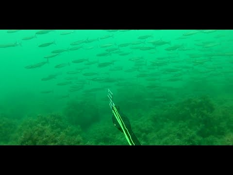 Видео: Подводная охота в Черном море 2023. Октябрь. Осенний ход. Часть №4