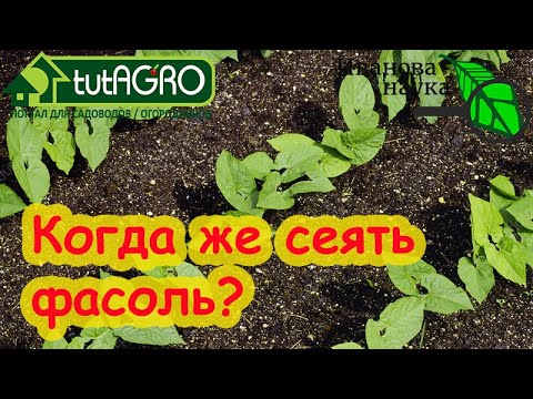 Видео: ФАСОЛЬ БУДЕТЕ СОБИРАТЬ МЕШКАМИ и КОШАМИ! Посейте ее без рассады в эти сроки и она уродит богато!