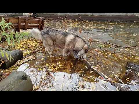 Видео: Маламут опять включил бобра 🦫🤦🏻‍♀️😂🐾🐺🐻❤️ #маламут VID_20251014_135538 #malamute #собака #животные 
