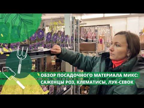 Видео: Обзор посадочного материала микс: саженцы роз, клематисы, лук-севок!