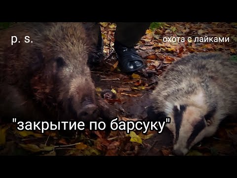 Видео: добыли два барсука и два кабана за два дня. умка отомстила за себя сама. ночной подход к кабанам.
