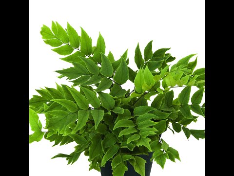 Видео: №113. Перевожу папоротники на фитиль.