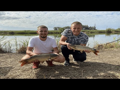 Видео: Огромные Сазаны На Фидер. Рыбалка С Ночевкой. Рыбалка В Приморье