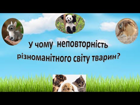 Видео: Урок 61. У чому неповторність різноманітного світу тварин? Я досліджую світ 3 клас