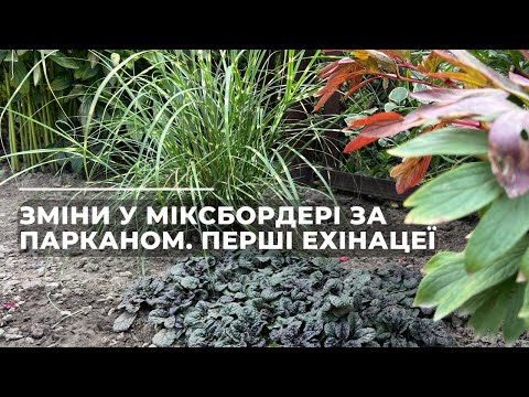 Видео: Зміни у міксбордері за парканом. Перші ехінацеї