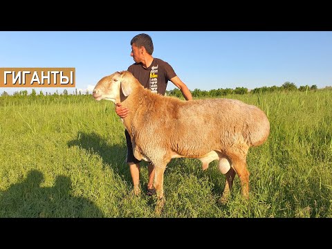 Видео: Супер! Гигантские бараны в хозяйстве Куаныша Мыктыбаева. Стадо баранов стоимостью 300 000 долларов