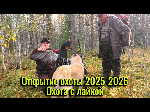 Видео: Открытие охоты 2025-2026. Охота с лайкой. Пошли по делам, а тут неожиданный трофей.