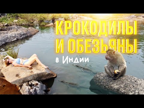 Видео: ЧУТЬ НЕ СЪЕЛИ КРОКОДИЛЫ, ОБОКРАЛИ ОБЕЗЬЯНЫ! ПУТЕШЕСТВИЕ ПО ИНДИИ 2022! ВОДОПАД АМБОЛИ!