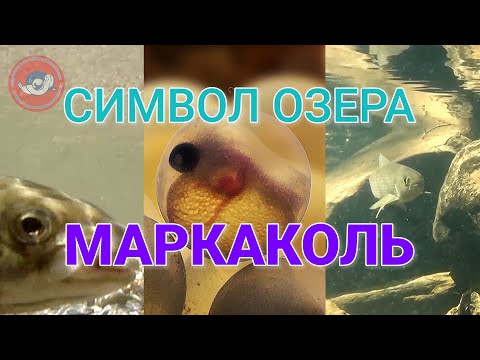 Видео: СИМВОЛ ОЗЕРА МАРКОКОЛЬ