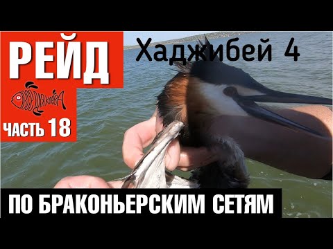 Видео: Хаджибейский лиман 4/Вытащили 3.6 км сетей / Рейд по браконьерским сетям /Часть 18