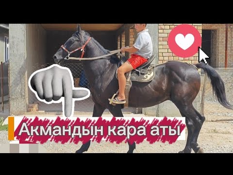 Видео: Акмандын кара аты 