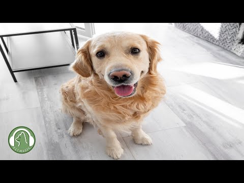 Видео: Музыка для снятия стресса для собак🐶Музыка для тревоги разлуки,Музыка психологического облегчения