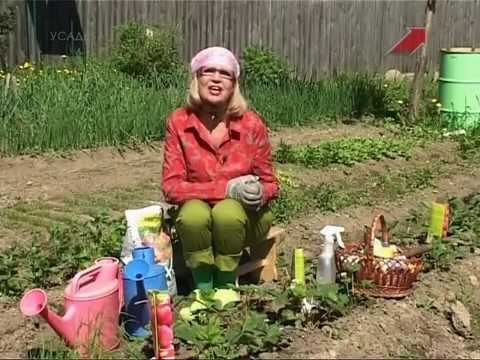 Видео: Сад.  Серия 146.  Земляника молодая.