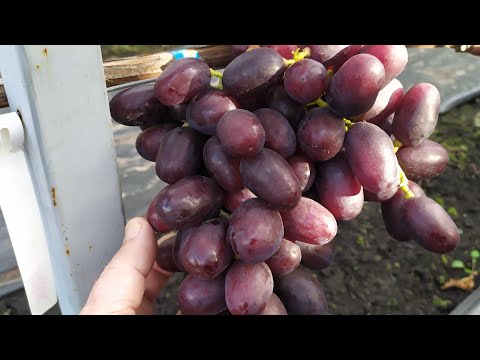 Видео: Последний ВИНОГРАД в октябре 2025г !!! Часть 1 