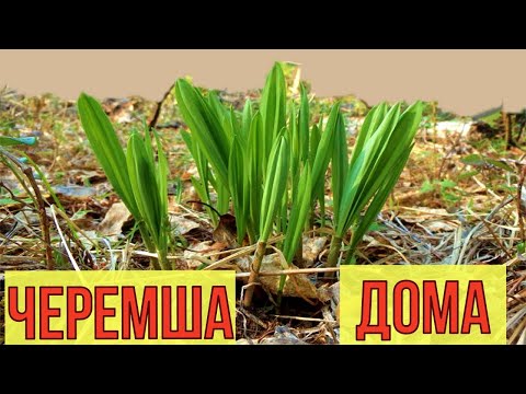 Видео: Черемши будет валом! Как вырастить черемшу дома, в саду, огороде, на даче.