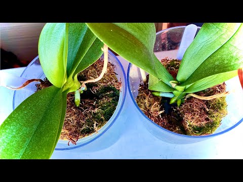 Видео: РЕАНИМАЦИЯ ОРХИДЕЙ и нарастили корни орхидеи ЧЕМ и КАК БЫСТРЕЕ
