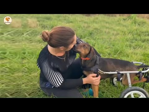 Видео: Всю жизнь волоча тело, он молча плакал, снова прибегая к хозяину.