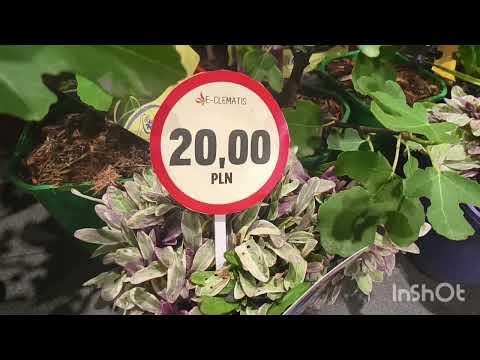 Видео: Що можна було купити на рослинних торгах у Польщі.