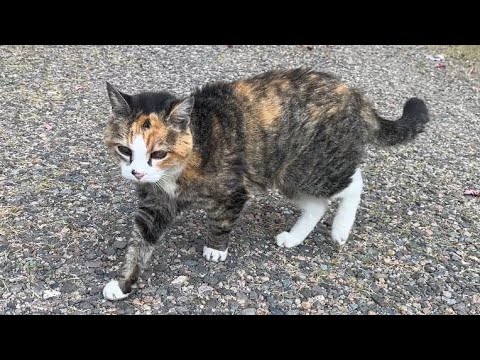 Видео: Мисс Маффи Кэт отправляется на поиски приключений 😲