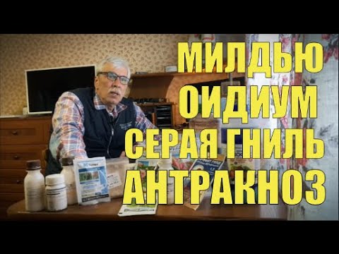 Видео: Защита виноградника от оидиума, милдью и серой гнили. Препараты, дозировки и сроки ожидания.