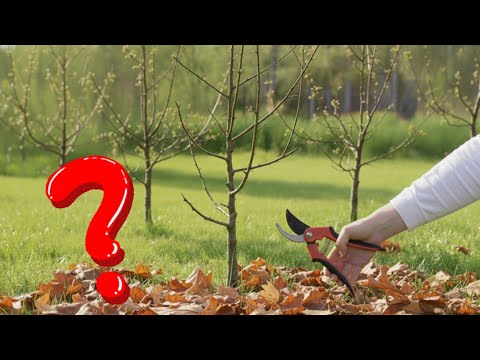 Видео: Что обрезают сейчас, а что следует оставить на весну?