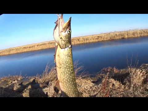 Видео: Закрыл сезон,успешно,щука порадовала.