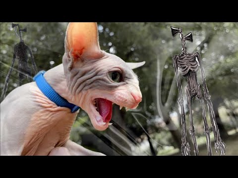 Видео: СИРЕНОГОЛОВЫЙ НАПАЛ на Кота Миллиона 😱 Kot Million