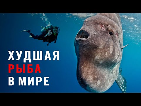 Видео: Рыба-луна - живой БЛИН весом в ТОННУ!