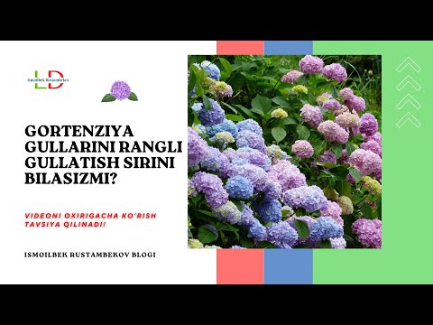 Видео: Гортензия гулларини танлаш, экиш, парвариш килиш хакида Исмоилбек Рустамбеков тавсиялари