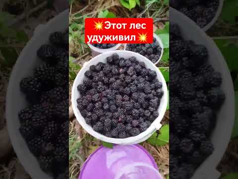 Видео: 💥В лесу много полезного,я был удивлён💥