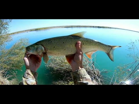 Видео: Осенний жерех на реке Или. Сезон открыт.