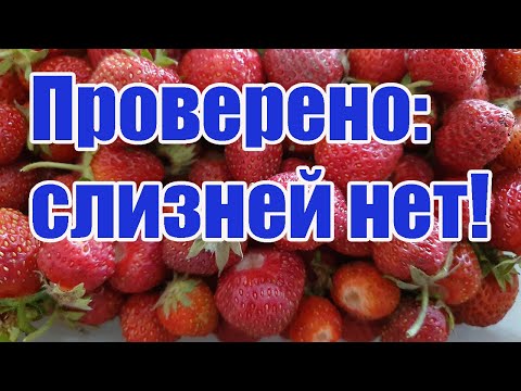 Видео: Клубника.Слизни.Спитой кофе.Проверено: слизней нет!