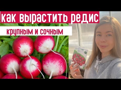 Видео: ПОРА СЕЯТЬ! Вот почему не получается вырастить КРУПНЫЙ И СОЧНЫЙ РЕДИС