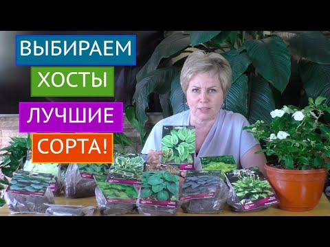 Видео: ЛУЧШИЕ СОРТА ХОСТ! О НИХ МЕЧТАЕТ КАЖДЫЙ САДОВОД!