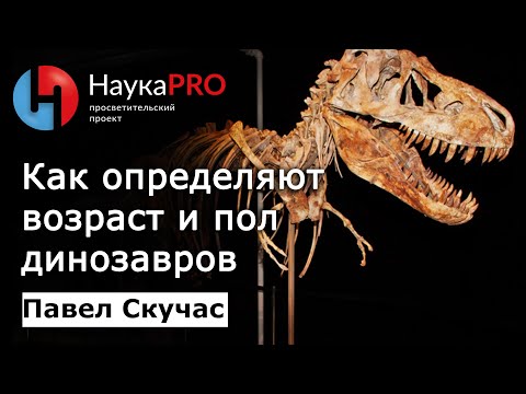 Видео: Как определяют возраст и пол динозавров – палеонтолог Павел Скучас | Научпоп