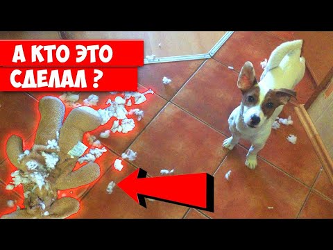 Видео: Собака провинилась ► Джек Рассел Терьер устроил беспорядок 🐾 033 серия