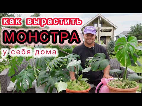 Видео: Проше быть не может и никаких секретов здесь нет  Всё о выращивании монстер и не только