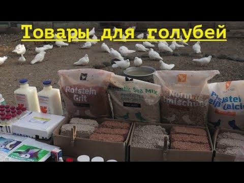 Видео: Минералка для голубей! Хищник забрал голубку!