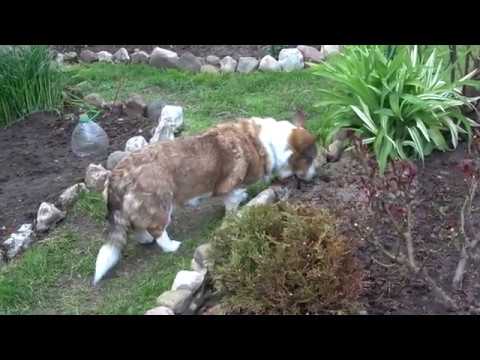 Видео: Что делать. если розы плохо наращивают листву