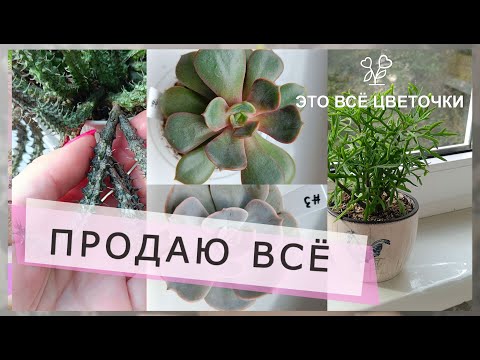 Видео: Продаю всё:) Детки суккулентов ищут дом.