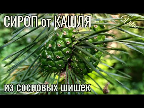 Видео: Сироп из ШИШЕК СОСНЫ- от кашля и простуды, рецепт без термической обработки