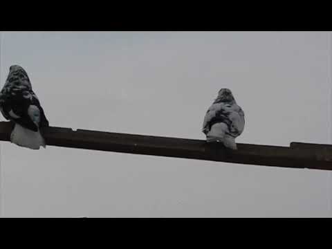 Видео: Запоздалая зима